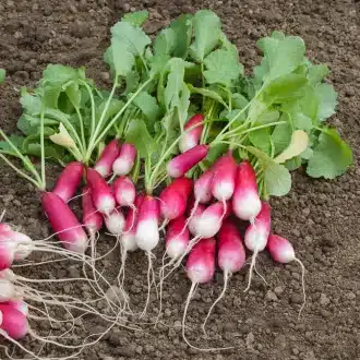 radis