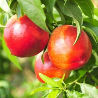 nectarine jaune