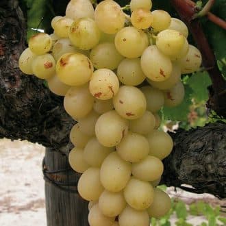 raisin blanc Italie italia